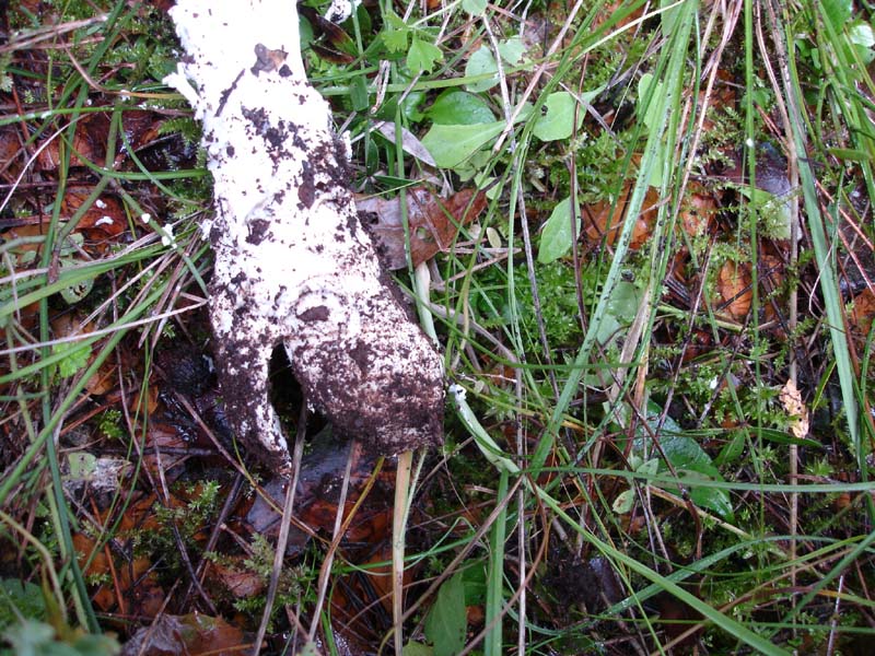 2 dic.2 Murgia barese (Amanita strobiliformis)